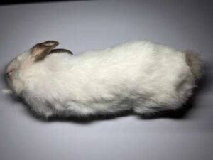 冷凍ウサギ(500～599g)/1匹