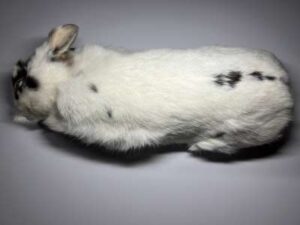 冷凍ウサギ(700～799g)/1匹