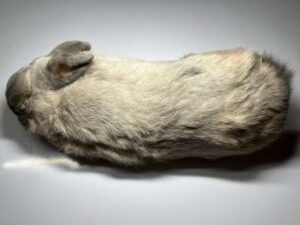 冷凍ウサギ(1600～1799g)/1匹