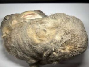 冷凍ウサギ(2400～2599g)/1匹