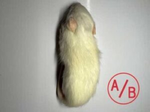 冷凍ラットSS1（20～29g）Ａ/Ｂ級品/1匹