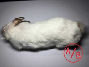 冷凍ウサギ(500～599g)A/B級品/1匹