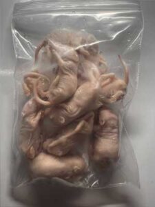 冷凍ピンクマウスM(約3cm3-4g)おすすめ/10匹