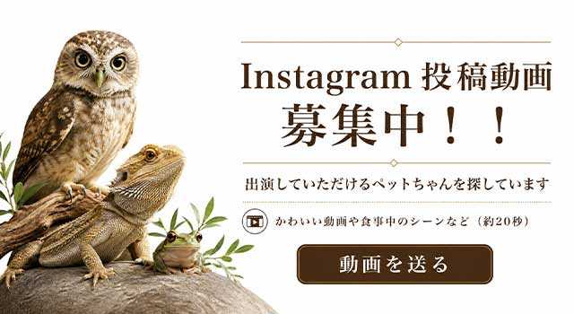 Instagram動画募集